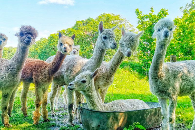 Alpacaly Ever After - The Langdale Hotel