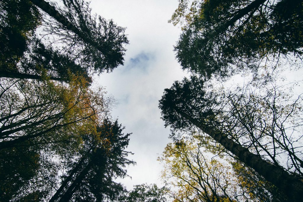 Grizedale Forest Walk the Lake District - The Langdale Hotel & Spa