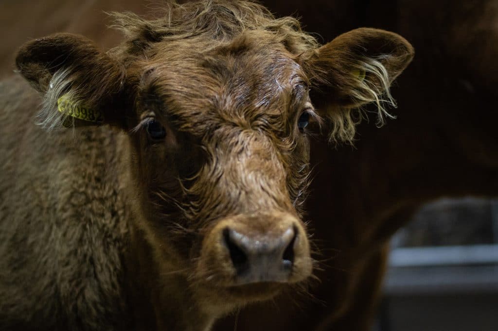 Lakeland farm Visitor Centre - things to do in the lake district