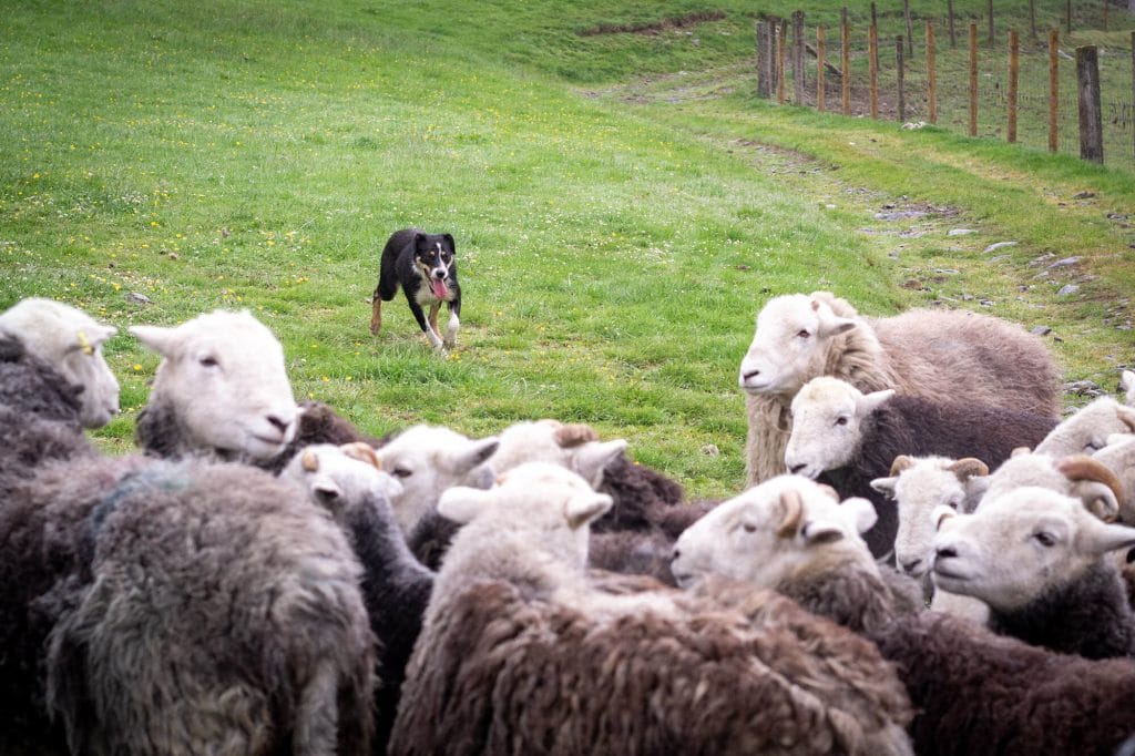 Lakeland farm Visitor Centre - things to do in the lake district